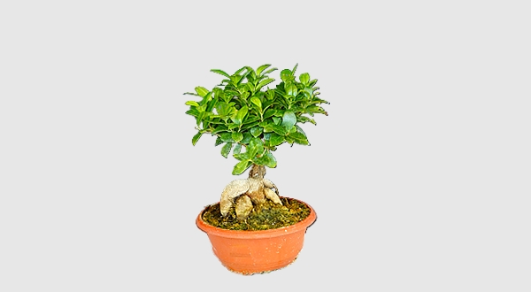 بونساي 25 صغيرة 
