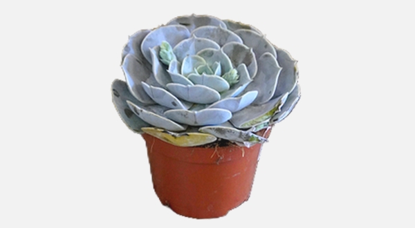 صبار إشيفيريا 