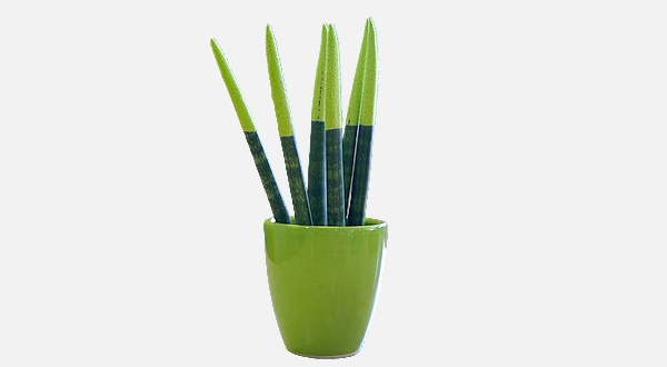 سنسفريا هولندي اصابع لون أخضر