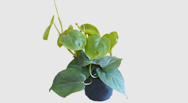 نبتة اسكندس نبات داخلي سهل العناية لتنقية الهواء