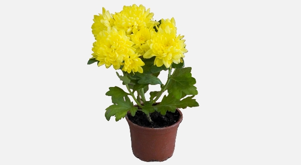 نبتة أرولا صغيرة بأوراق صفراء – إشراقة طبيعية لافتة