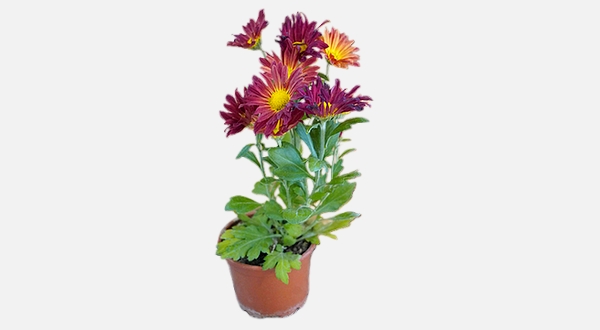 نبتة أرولا صغيرة بلون عنابي  – جمال طبيعي أنيق