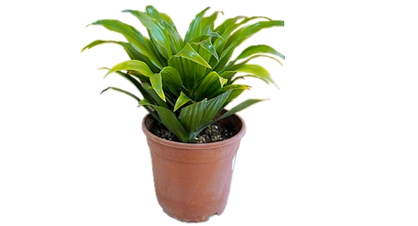 دراسينا كومباكتا – لمسة خضراء أنيقة تزين منزلك بكل فخامة